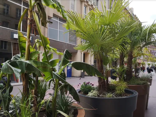 Metz: des palmiers et des bananiers rue Serpenoise 